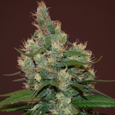 Cream Of The Crop - Sour Turbo Diesel