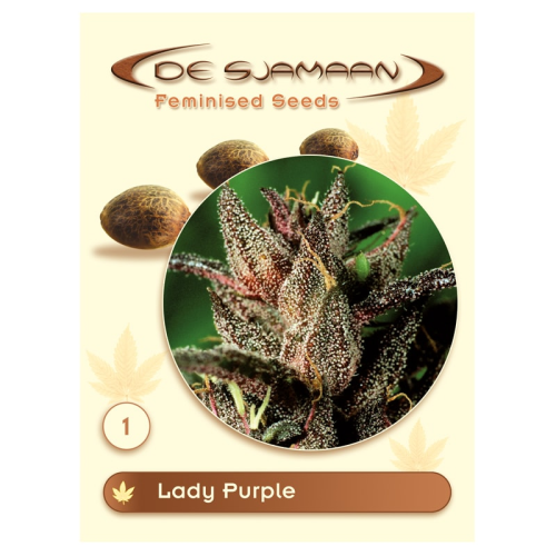 De Sjamaan Seeds - Lady Purple