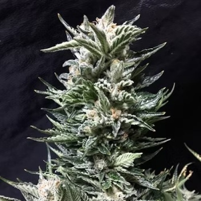 Cream Of The Crop - Bruce the Russian