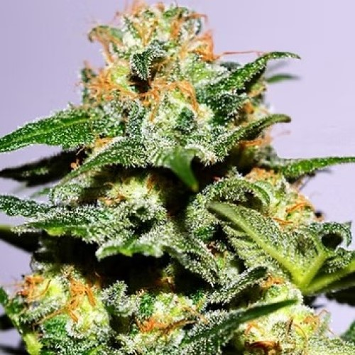 Cream Of The Crop - Cash Crop XL Auto