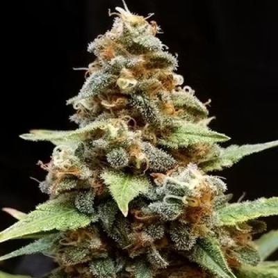 Cream Of The Crop - Gorilla Lemon Fire