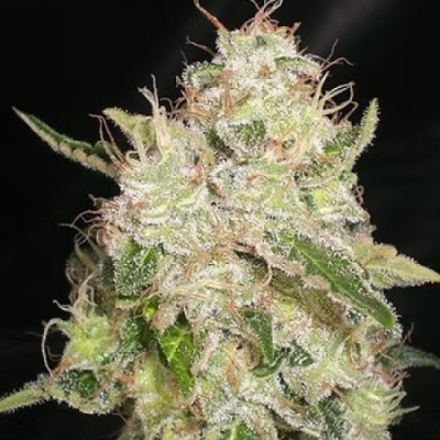 Cream Of The Crop - White Chronic