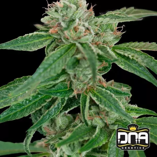 Crockett Family Farms - Crocketts Confidential regular