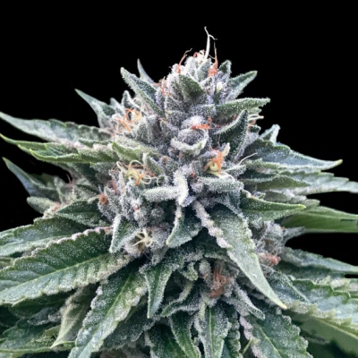 DNA Genetics - Sorbet #4