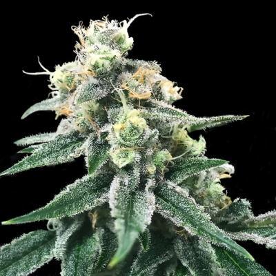 DNA Genetics - Swiss Miss regular