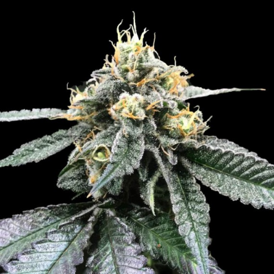 DNA Genetics - You-Whoo regular