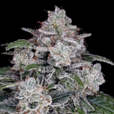 DNA Genetics - Return Of The Mac Auto
