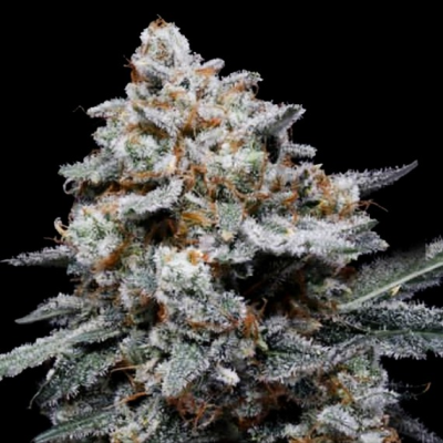 DNA Genetics - CheMACal Romance Auto