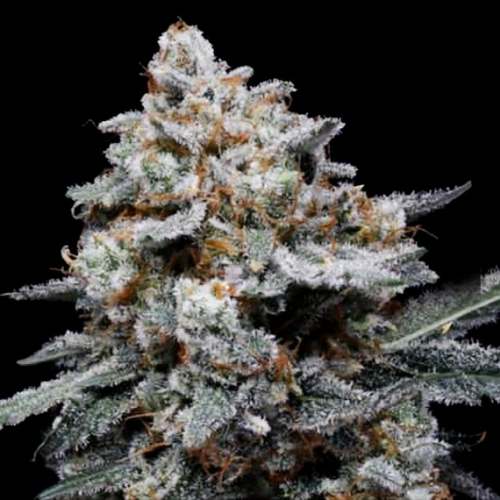 DNA Genetics - CheMACal Romance Auto