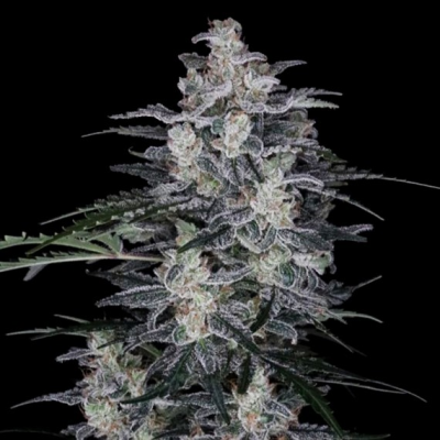 DNA Genetics - MacNana Auto