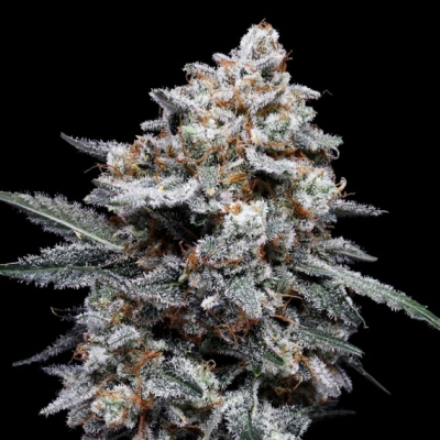 DNA Genetics - Patrick Swayze Auto