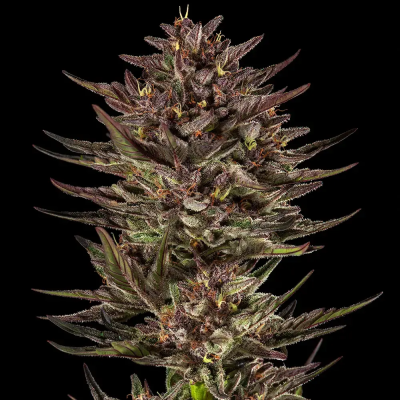 Barney´s Farm - Frosted Zinn x Cookie Dog Auto