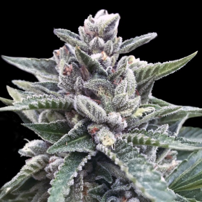 DNA Genetics - Kosher Sorbet