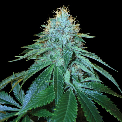 DNA Genetics - The OG #18