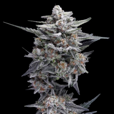 DNA Genetics - HG23 aka Michael Jordan