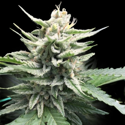 DNA Genetics - Honey Banana S1