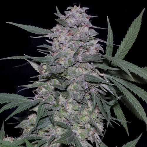 Don Avalanche Seeds - Don Mac 1