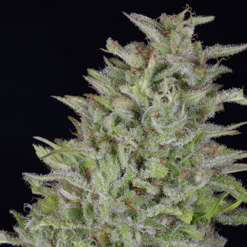 Don Avalanche Seeds - Don Wedding Cake