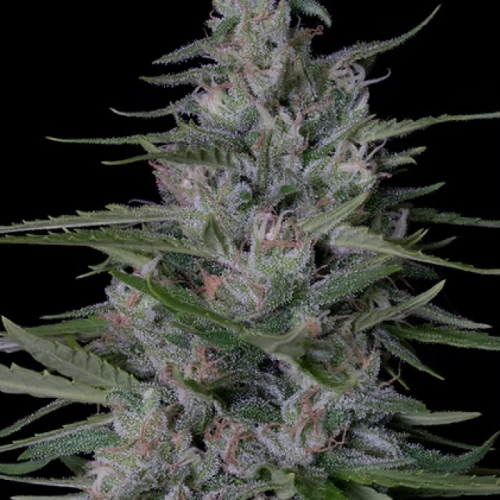 Don Avalanche Seeds - Don Bruce Banner