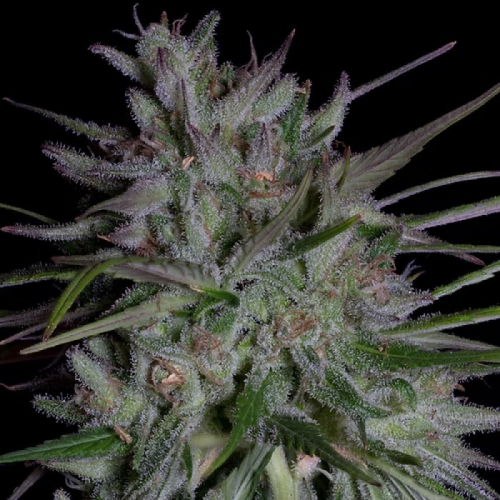 Don Avalanche Seeds - Don Girl Scout Cookies