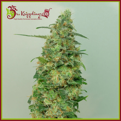 Dr. Krippling Seeds - Chemdog Millionaire