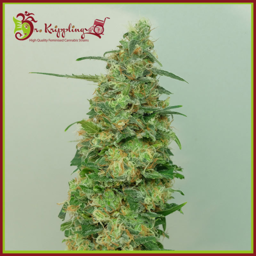 Dr. Krippling Seeds - Chemdog Millionaire