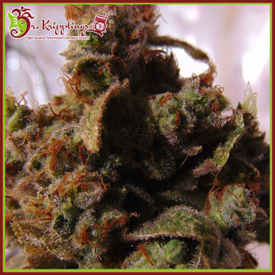 Dr. Krippling Seeds - Mind Cantrol