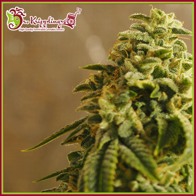 Dr. Krippling Seeds - Sherbet Gorilla