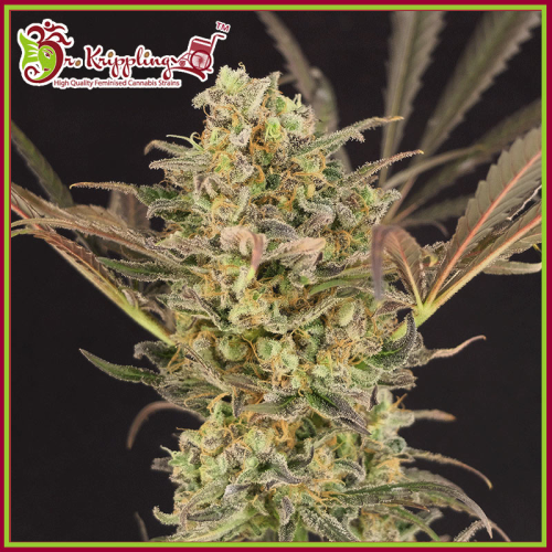 Dr. Krippling Seeds - Wedding Flowers