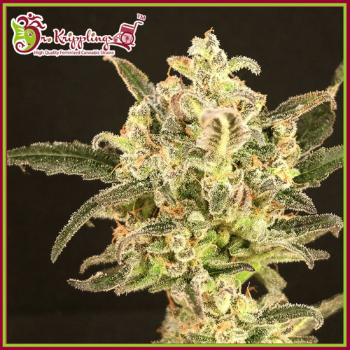 Dr. Krippling Seeds - Dolly Kush