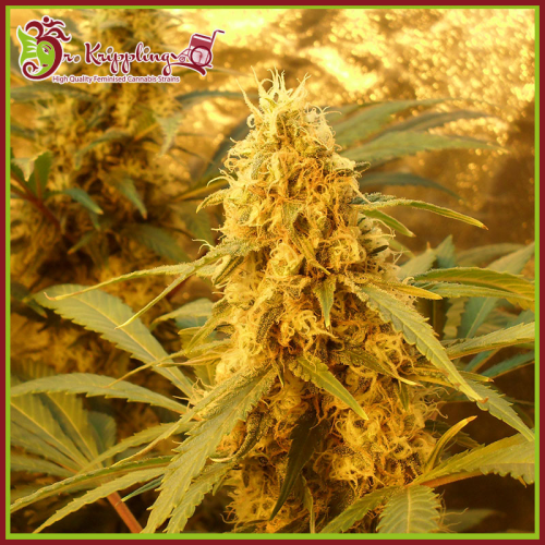 Dr. Krippling Seeds - Jack Mist Tree