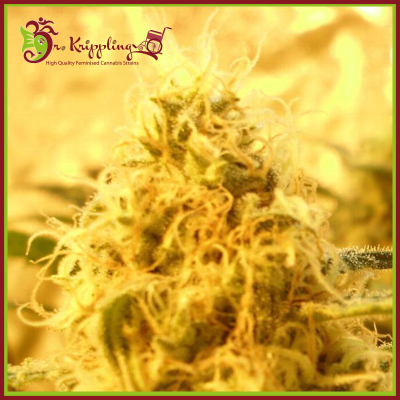 Dr. Krippling Seeds - Mango Mist Shake