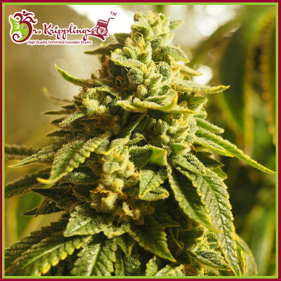 Dr. Krippling Seeds - Glue Kripple