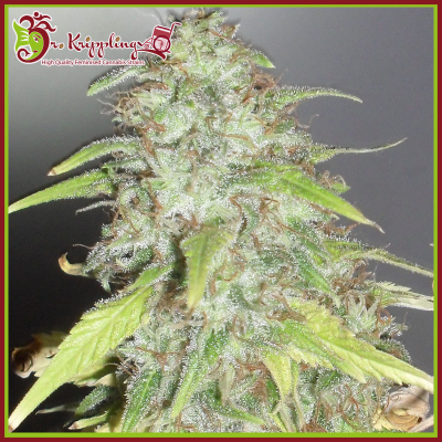 Dr. Krippling Seeds - Kripple Shock