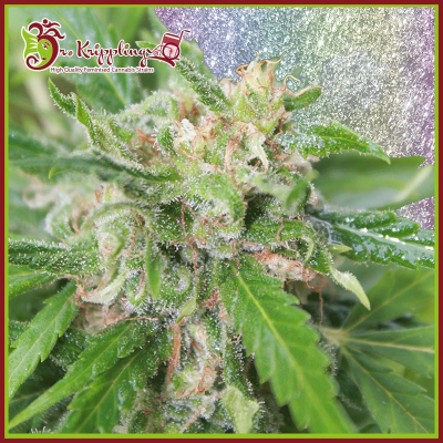Dr. Krippling Seeds - Kripplicious
