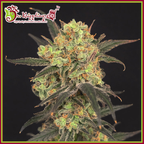 Dr. Krippling Seeds - Leuisure Zoot Larry