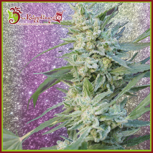 Dr. Krippling Seeds - Blueberry Pot Tart