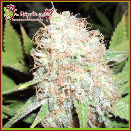 Dr. Krippling Seeds - Bud Bud Bling Tingz