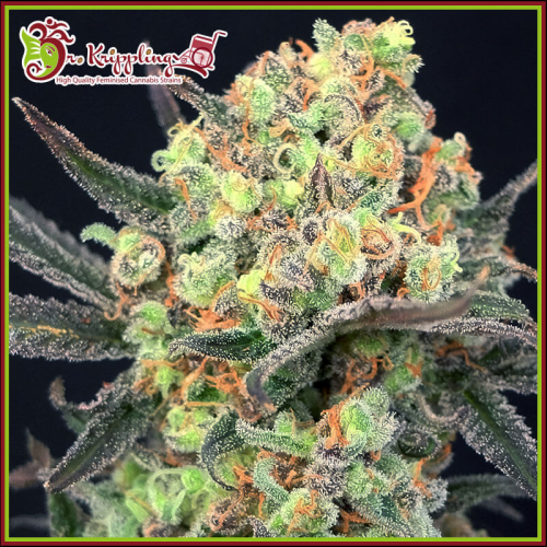 Dr. Krippling Seeds - Candy Mintz