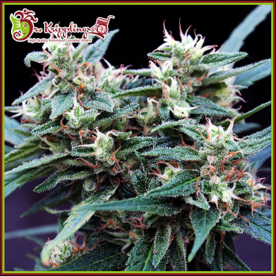 Dr. Krippling Seeds - Ninja Zkittlez