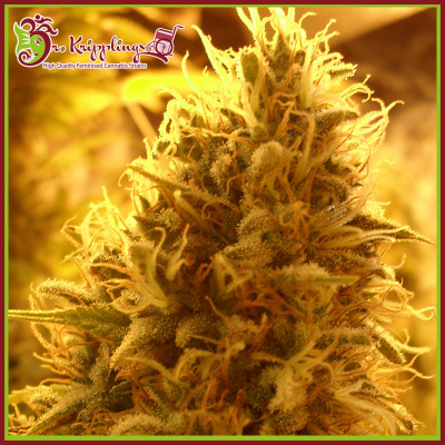 Dr. Krippling Seeds - Puff Puff Pass Out