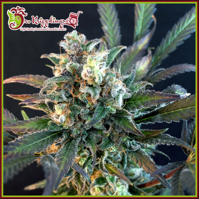 Dr. Krippling Seeds - Quick Separation Cake