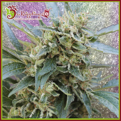 Dr. Krippling Seeds - Shark Infested Custard