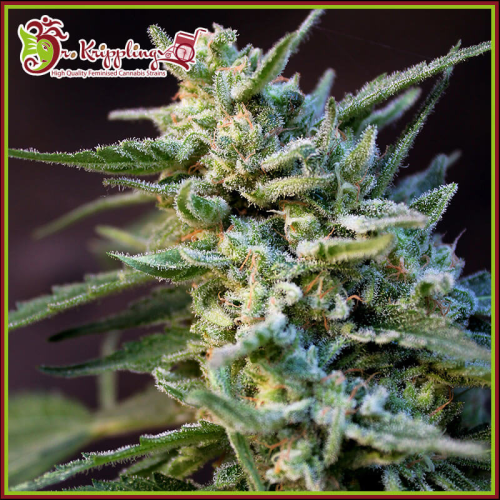 Dr. Krippling Seeds - Ape-Zkit Auto