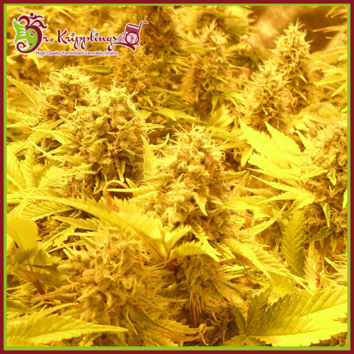 Dr. Krippling Seeds - Choc-Matic Auto