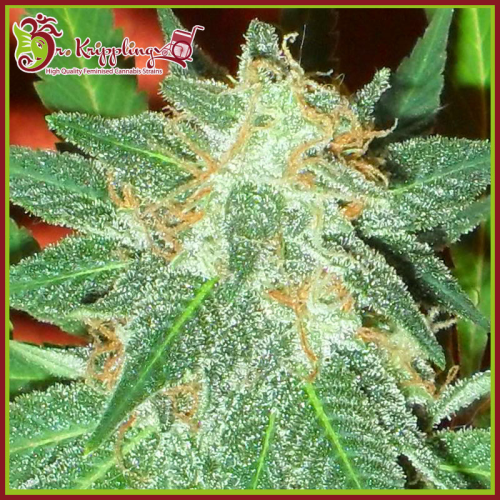 Dr. Krippling Seeds - Jumping Black Dash Auto