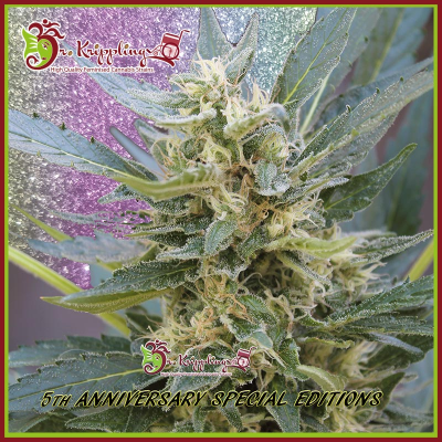 Dr. Krippling Seeds - Jumping Jack Dash Auto