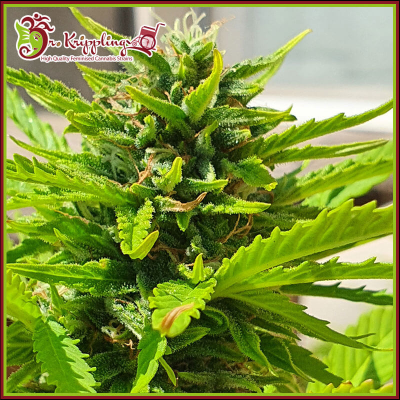 Dr. Krippling Seeds - Banana Kick Auto