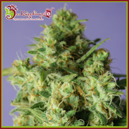 Dr. Krippling Seeds - Bulk Smash Auto