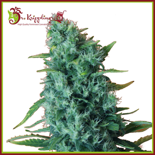 Dr. Krippling Seeds - Gorilla Infested Gelato Auto